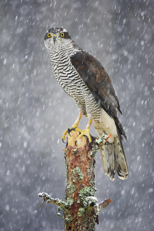 Goshawk (Accipiter gentilis) perched on pine stump in falling snow. Scotland. (captive-bred bird).